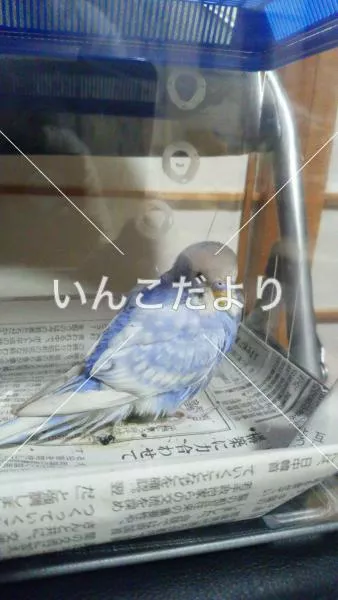 保護鳥の写真
