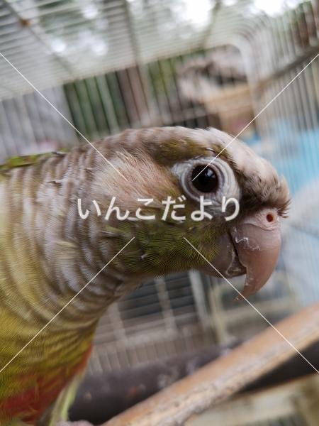 迷い鳥の写真