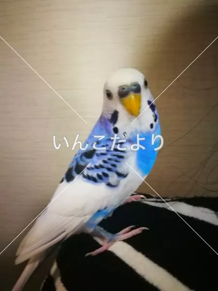 保護鳥の写真