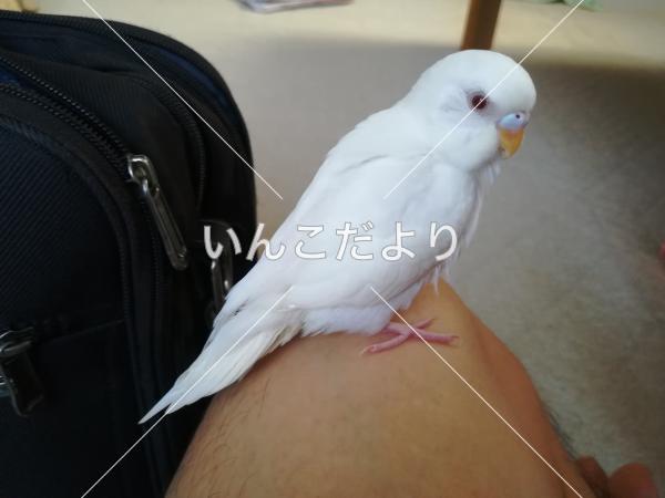 迷い鳥の写真