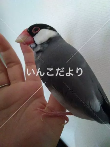 迷い鳥の写真