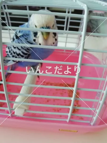 保護鳥の写真