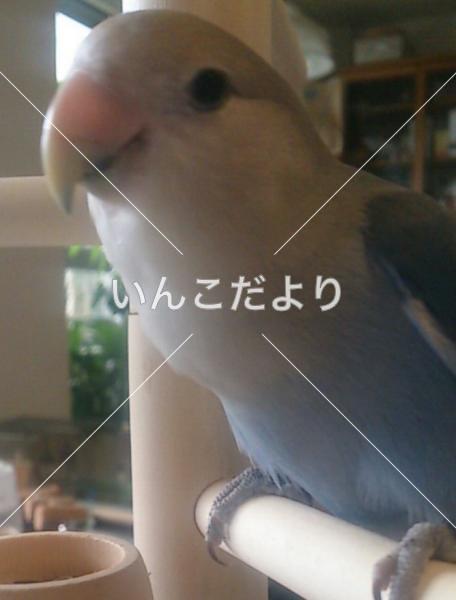 迷い鳥の写真