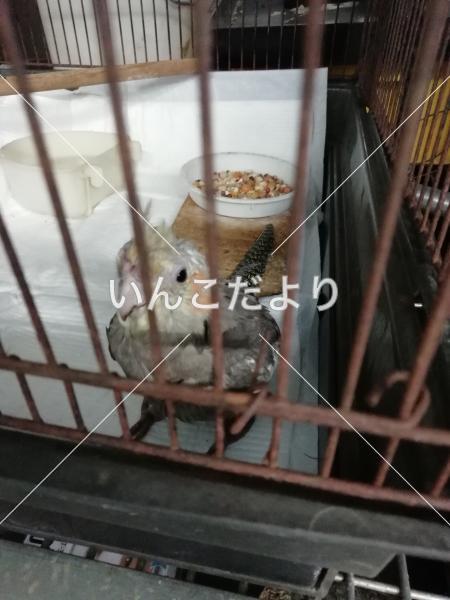 保護鳥の写真