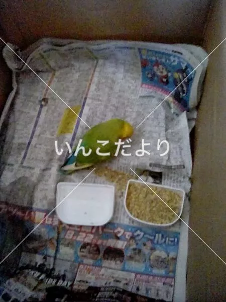 保護鳥の写真