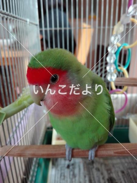 迷い鳥の写真