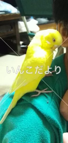 保護鳥の写真