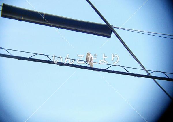 保護鳥の写真