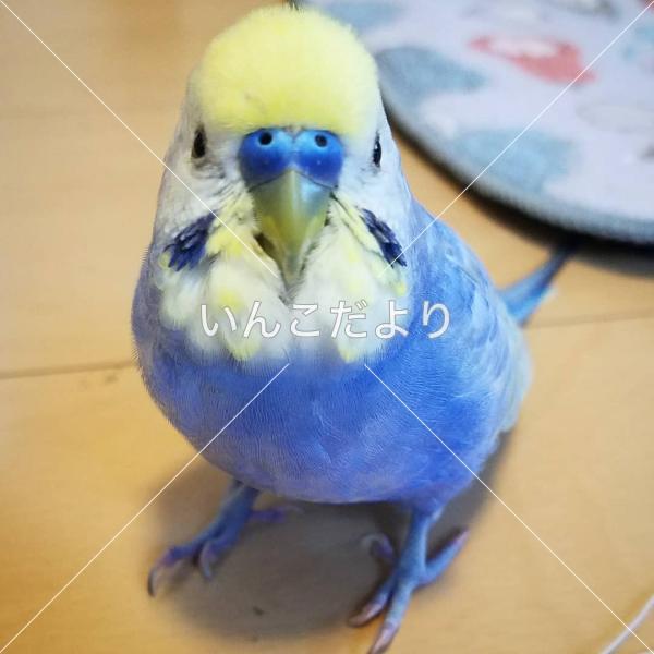 迷い鳥の写真
