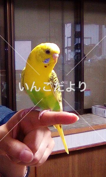 迷い鳥の写真