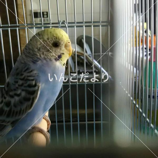 保護鳥の写真