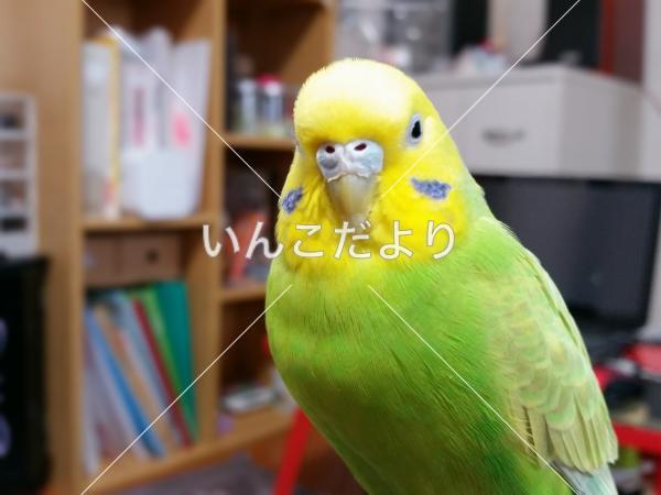 迷い鳥の写真