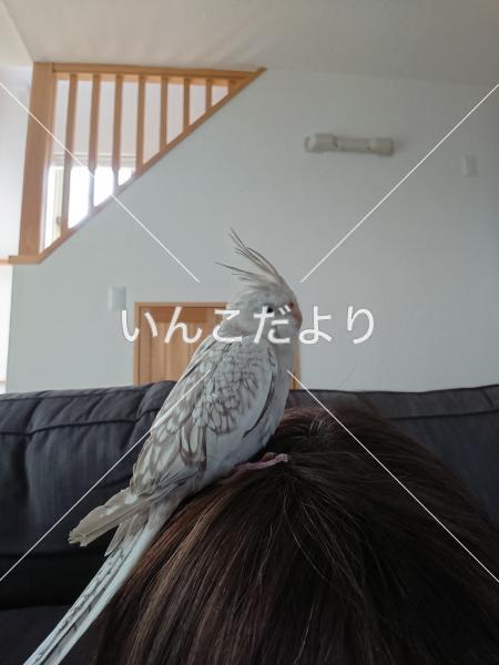 迷い鳥の写真