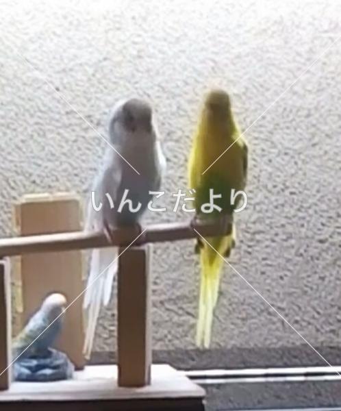 迷い鳥の写真