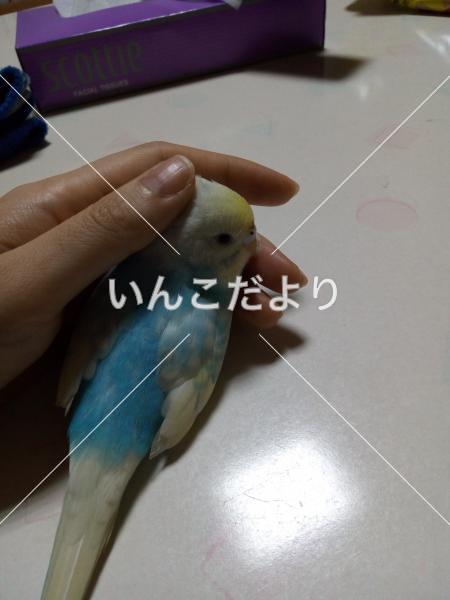 迷い鳥の写真