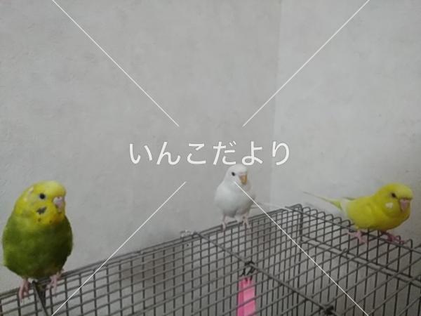 迷い鳥の写真