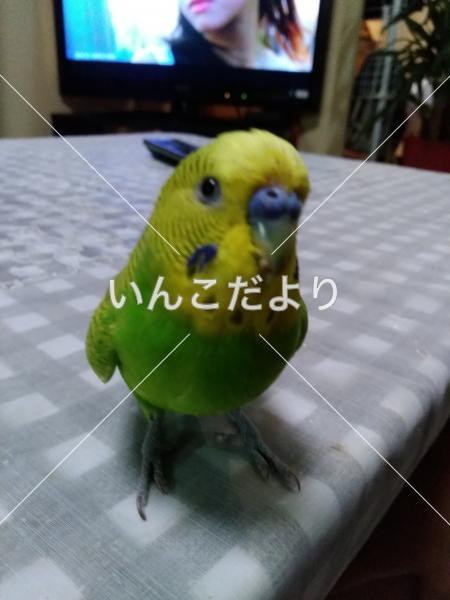 迷い鳥の写真