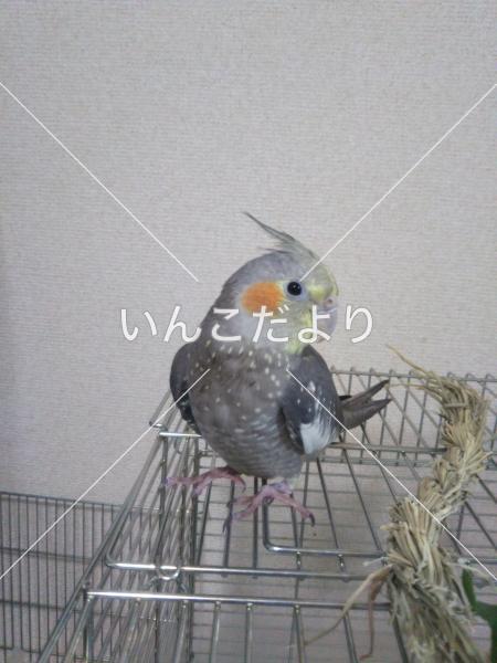 迷い鳥の写真