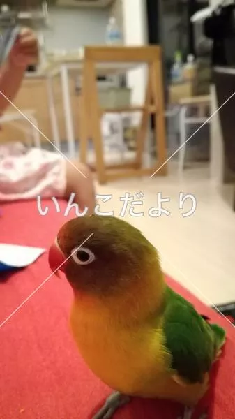 迷い鳥の写真