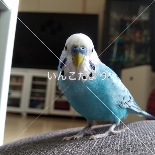 迷い鳥の写真