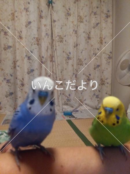 迷い鳥の写真
