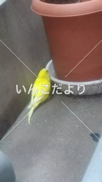 保護鳥の写真