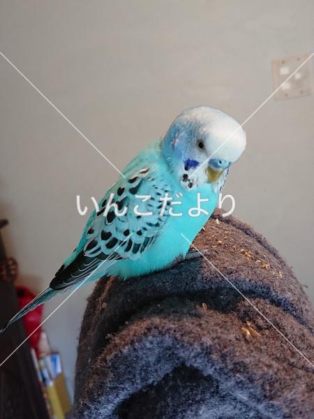 保護鳥の写真