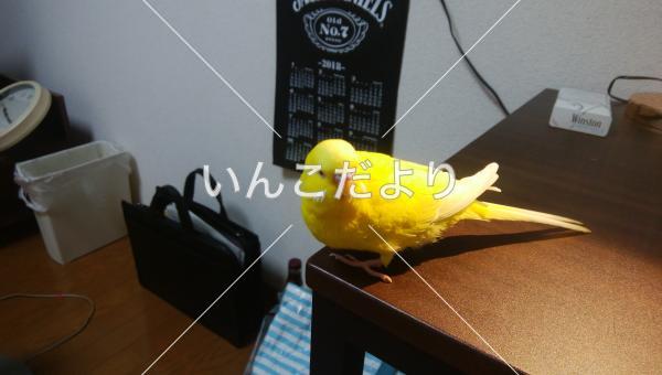 迷い鳥の写真