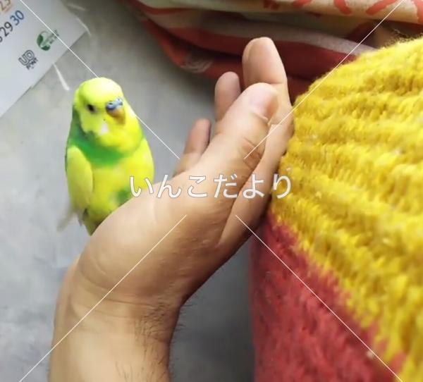 迷い鳥の写真