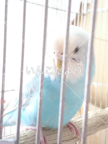 保護鳥の写真