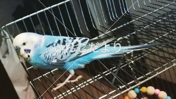 保護鳥の写真