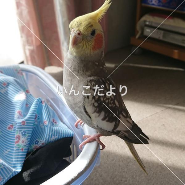迷い鳥の写真