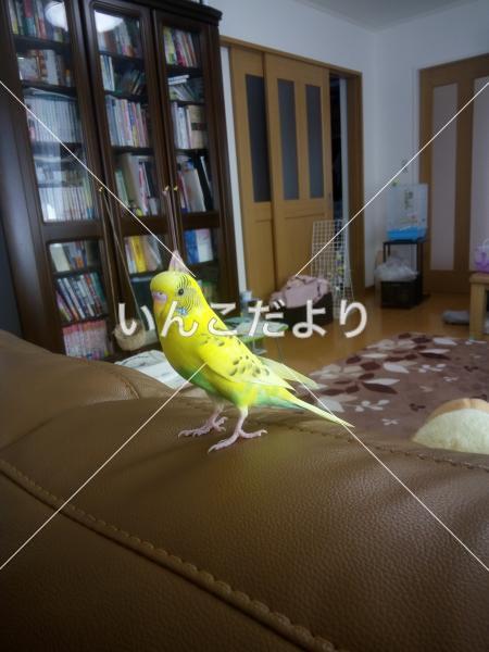 迷い鳥の写真