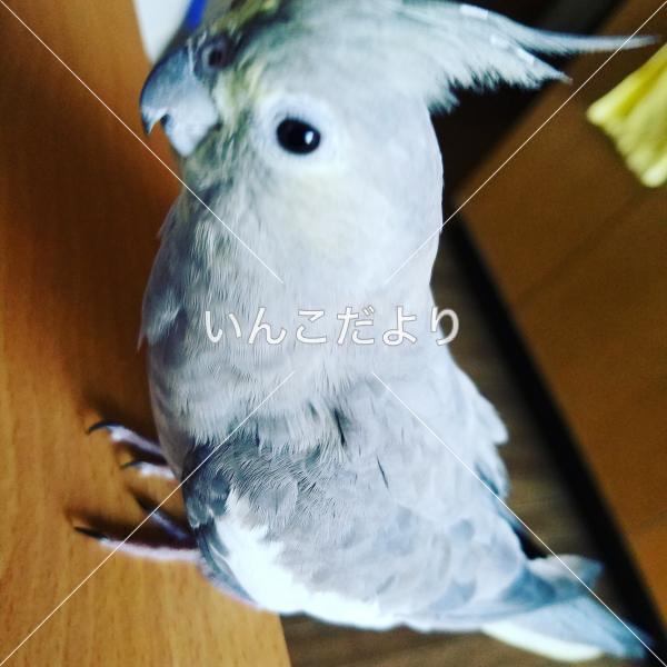 迷い鳥の写真