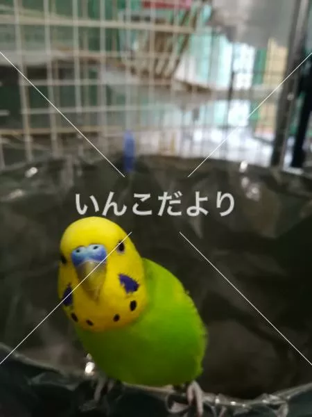 迷い鳥の写真