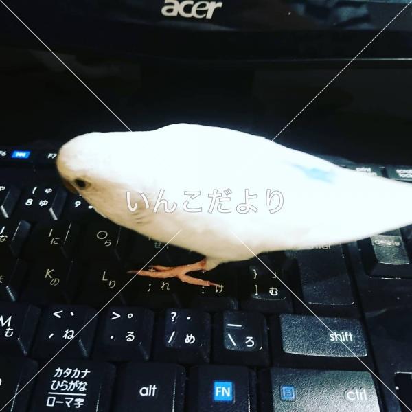迷い鳥の写真