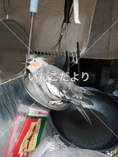 迷い鳥の写真