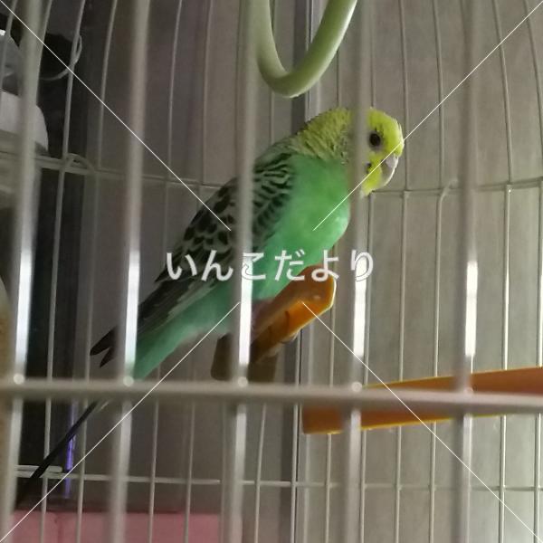 保護鳥の写真