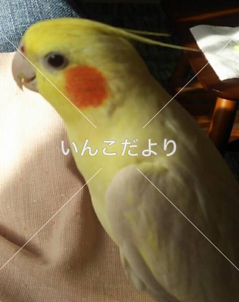 迷い鳥の写真