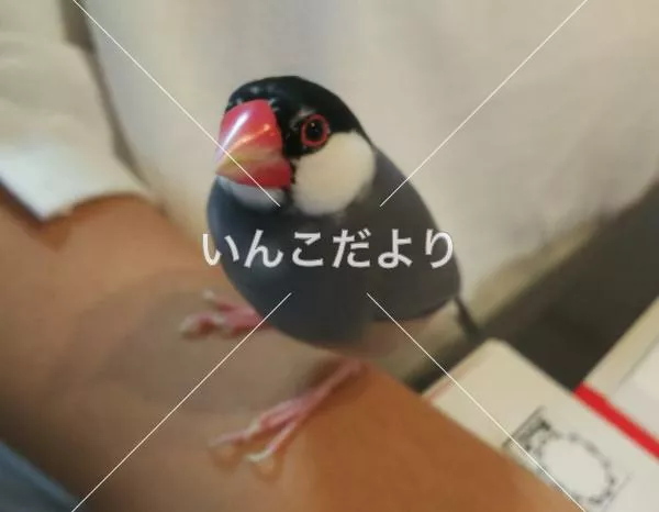 迷い鳥の写真