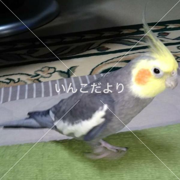 迷い鳥の写真