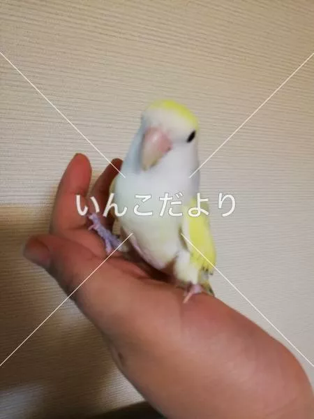 迷い鳥の写真