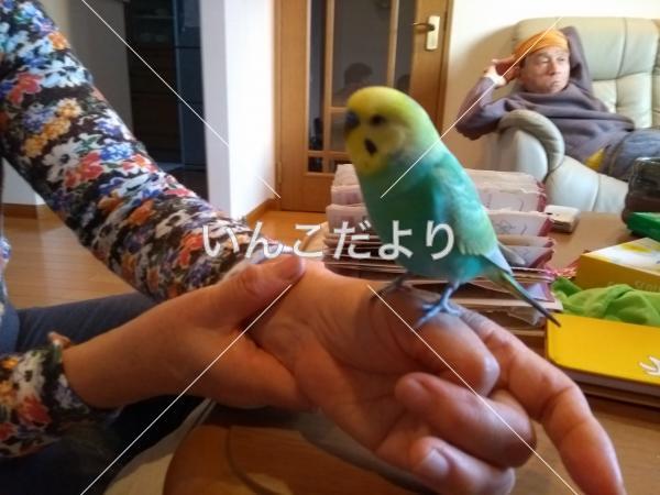 迷い鳥の写真