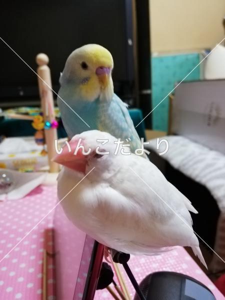 迷い鳥の写真