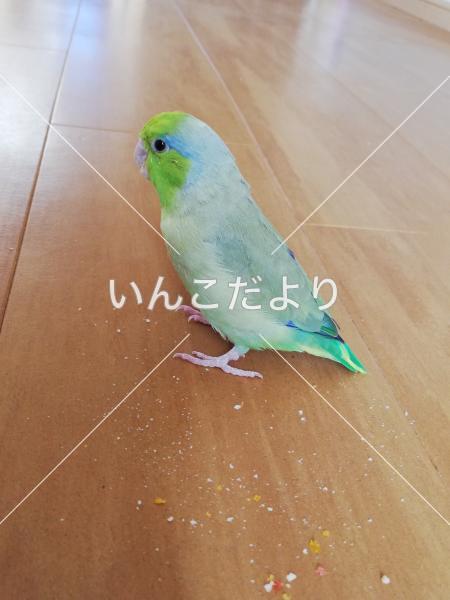 迷い鳥の写真