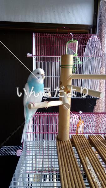 迷い鳥の写真