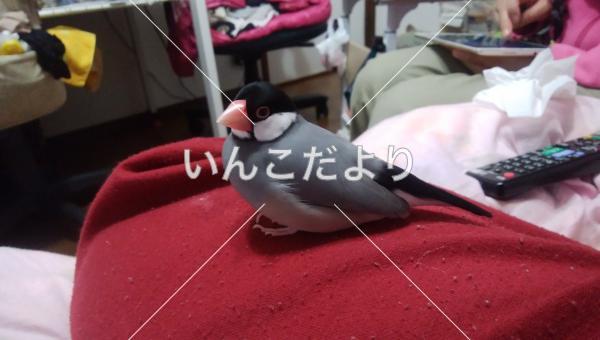 迷い鳥の写真