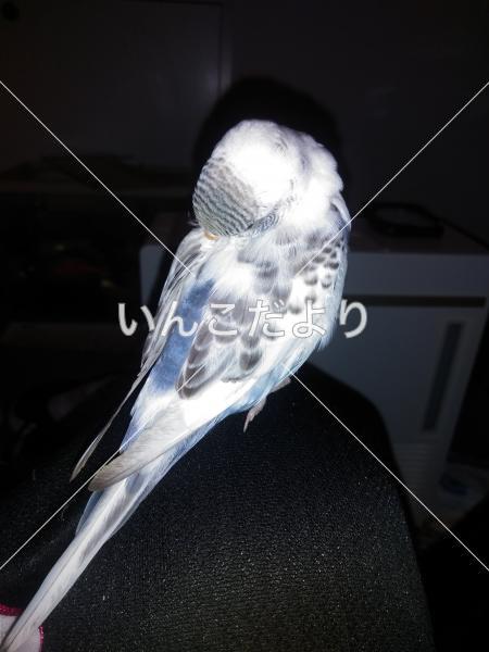 迷い鳥の写真