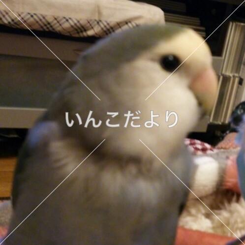 迷い鳥の写真
