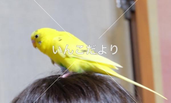 迷い鳥の写真